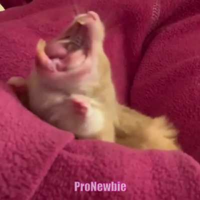 Hamster goes ham