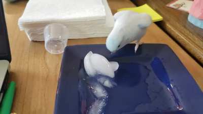 Beeper loves ice