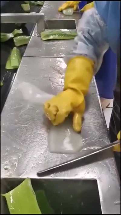 Filleting Aloe Vera is a thing