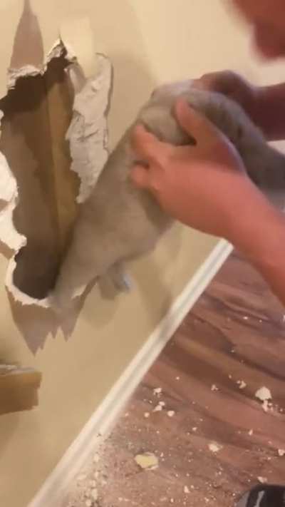 Smashing a Wall to get Chonky Kitten out