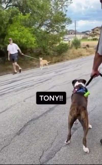 Dogs be like...