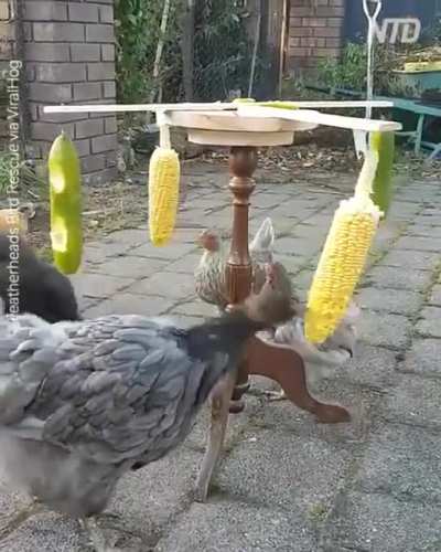 ExerciseBirbs