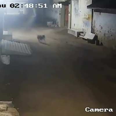 Fear and Unrest in the city of cows and dogs.