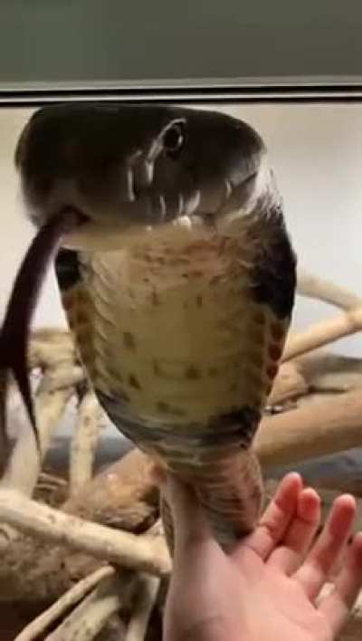 King Cobra approaches the Cameraman.
