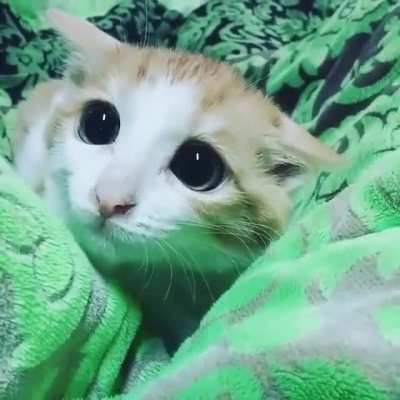 Cuteness overload