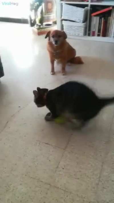 Cat animations stop working when they collide with tennis ball.