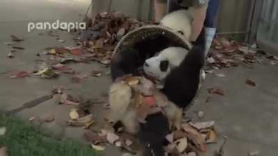 Zoo keeper desperately tries to rake leaves. But the pandas don't allow it