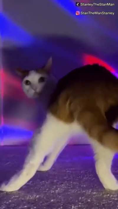 cat's life in 8 seconds😂