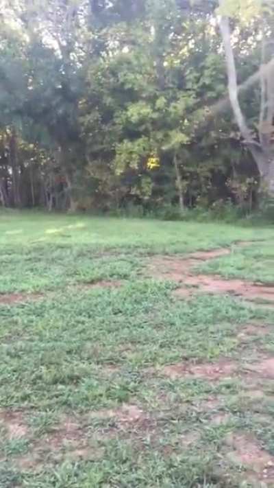 Baby deer comes out morning and evening after hearing her name