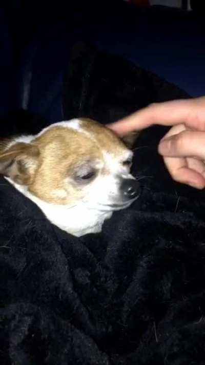 The smaller the Dog, the crazier they are