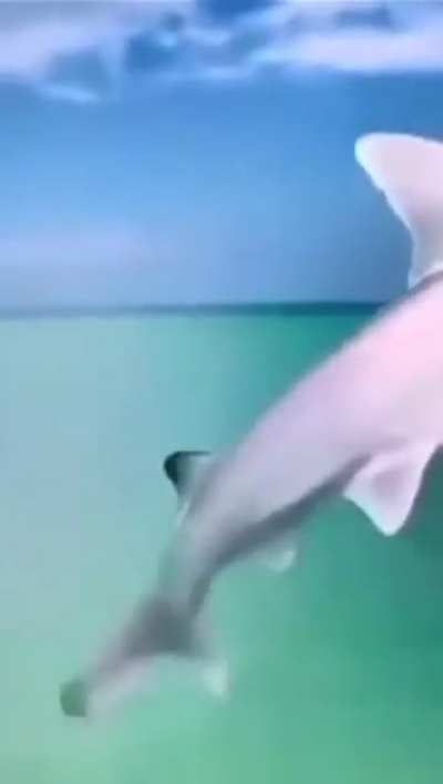 Moldy hammerhead