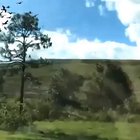 Guy takes slow-mo vid of passing birds from a train.