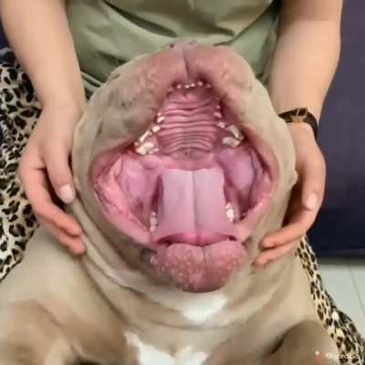 This doggo