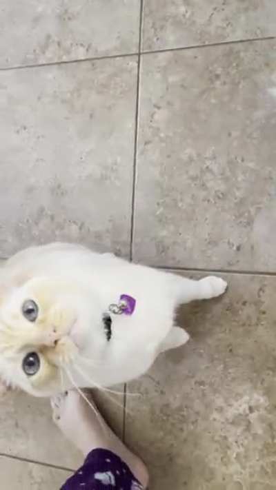 “Talk to them when they’re kittens,” they said. NO ONE WARNED ME OF CATS WHO YELL!