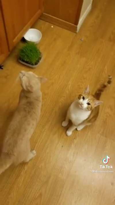 Kitties’ letter to Santa