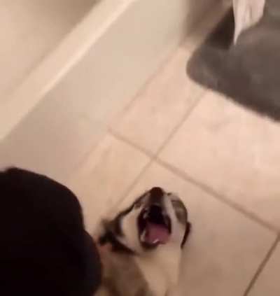 Husky Really Hates Bath Time