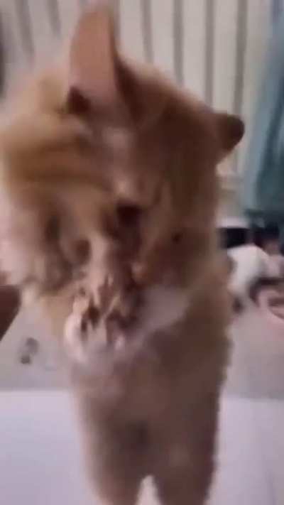 Put me down!