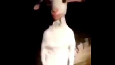 Lamb Baaa Baaaa