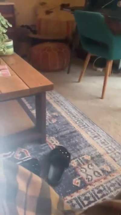My cats reaction to my hand