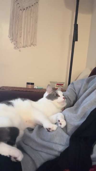 Caress my face right meow