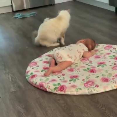 Momma cat introduces her new baby born to human baby