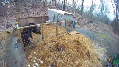 Pigs Fight Off A Bear