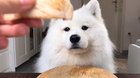 Professional Doggy Taste Tester - the Sequel!