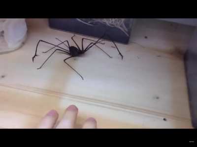Whip spider. They live in warmer areas, including the south and southwestern U.S.