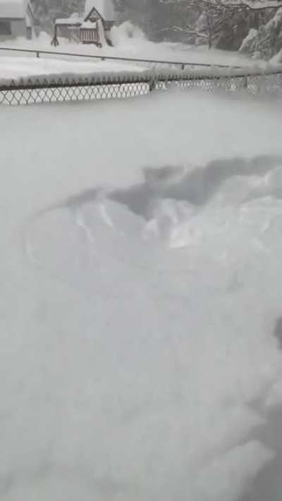 The Abominable Doggo