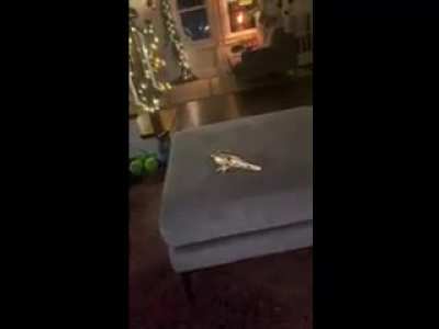 The bird is dead.