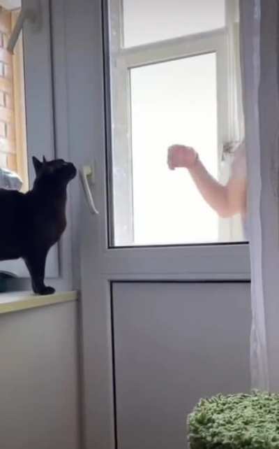 Based Cat is a Genius