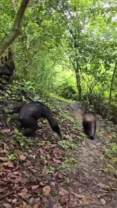 Recently Met With the Wild Chimpanzees of Kibale National Park in Uganda 