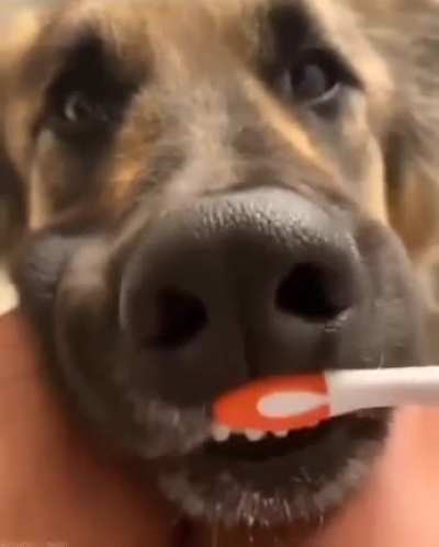 Doggo having his teeth brushed