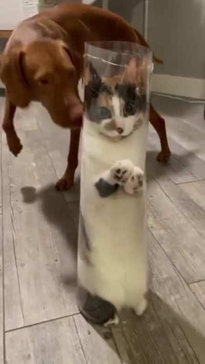 Cat.