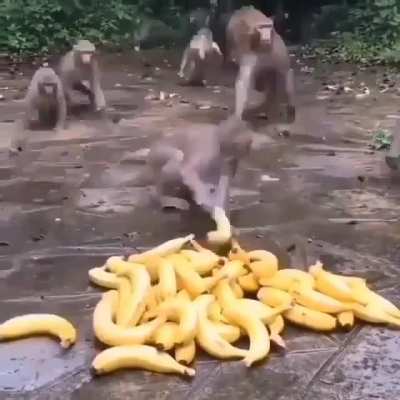 Plátano Speedrun
