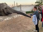 Girl gets smacked by an elephant
