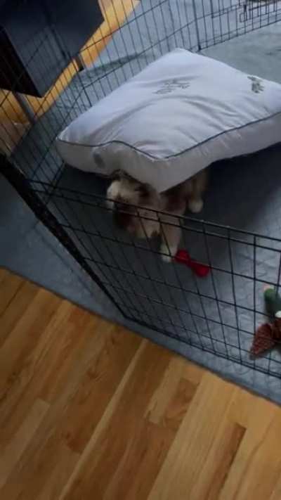 Puppy yells at bed