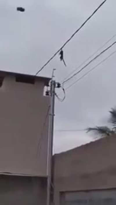Dead monkey falling