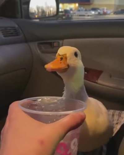 Quack Quack