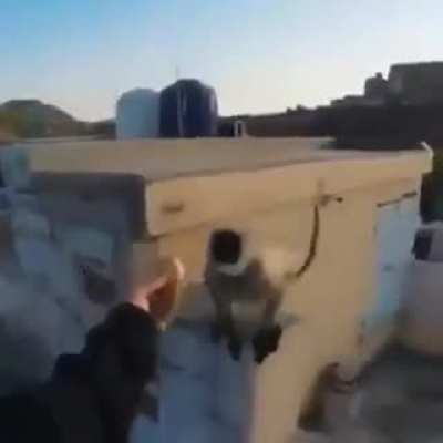 Macaco bolado fds