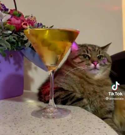 Cat just chilling