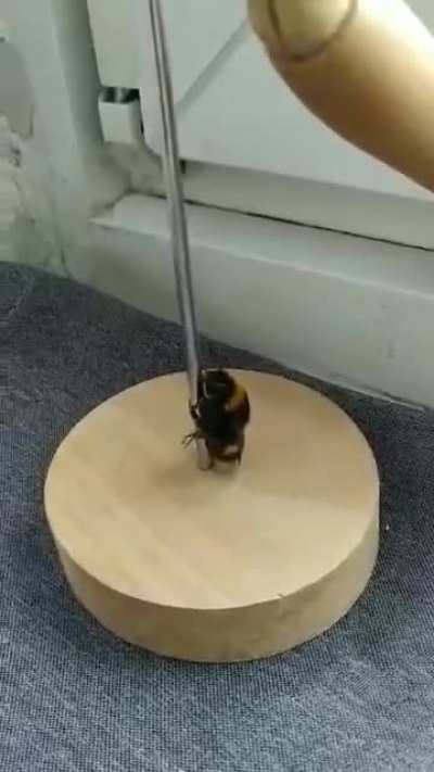 This bee is pole dancing (ignore my voice)