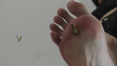 Latina barefoot cricket