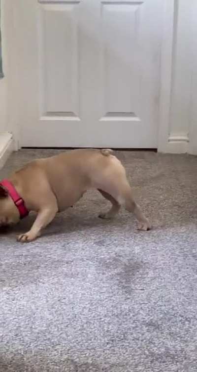 Back leg goes ‘ping!’