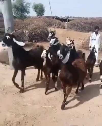 Disco Goats