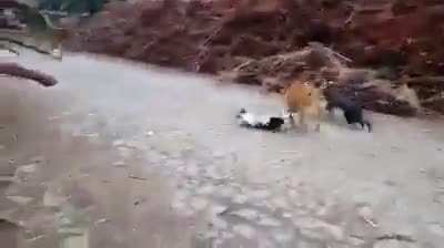 Humans getting revenge on dogs