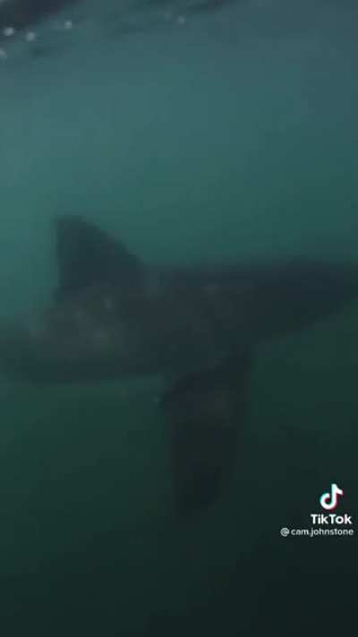 What I imagine is under me every time I’m in water!