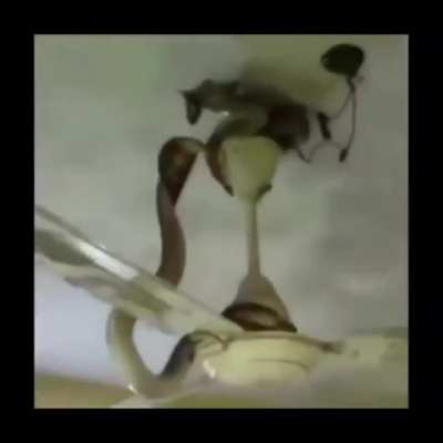Cursed_Fan