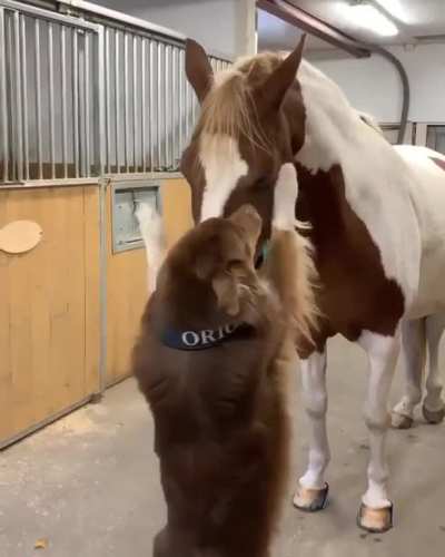 We can learn a thing or two from these friendships