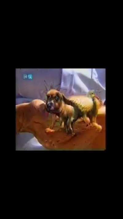cursed_pet